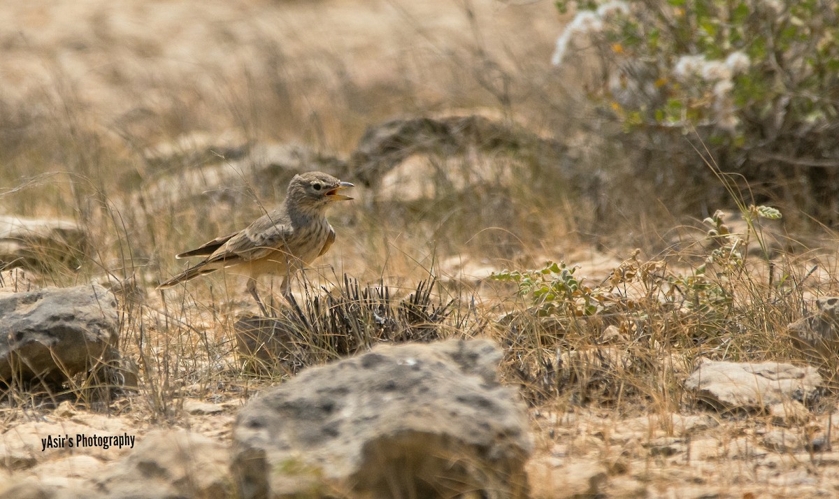Desert Lark - ML364535051