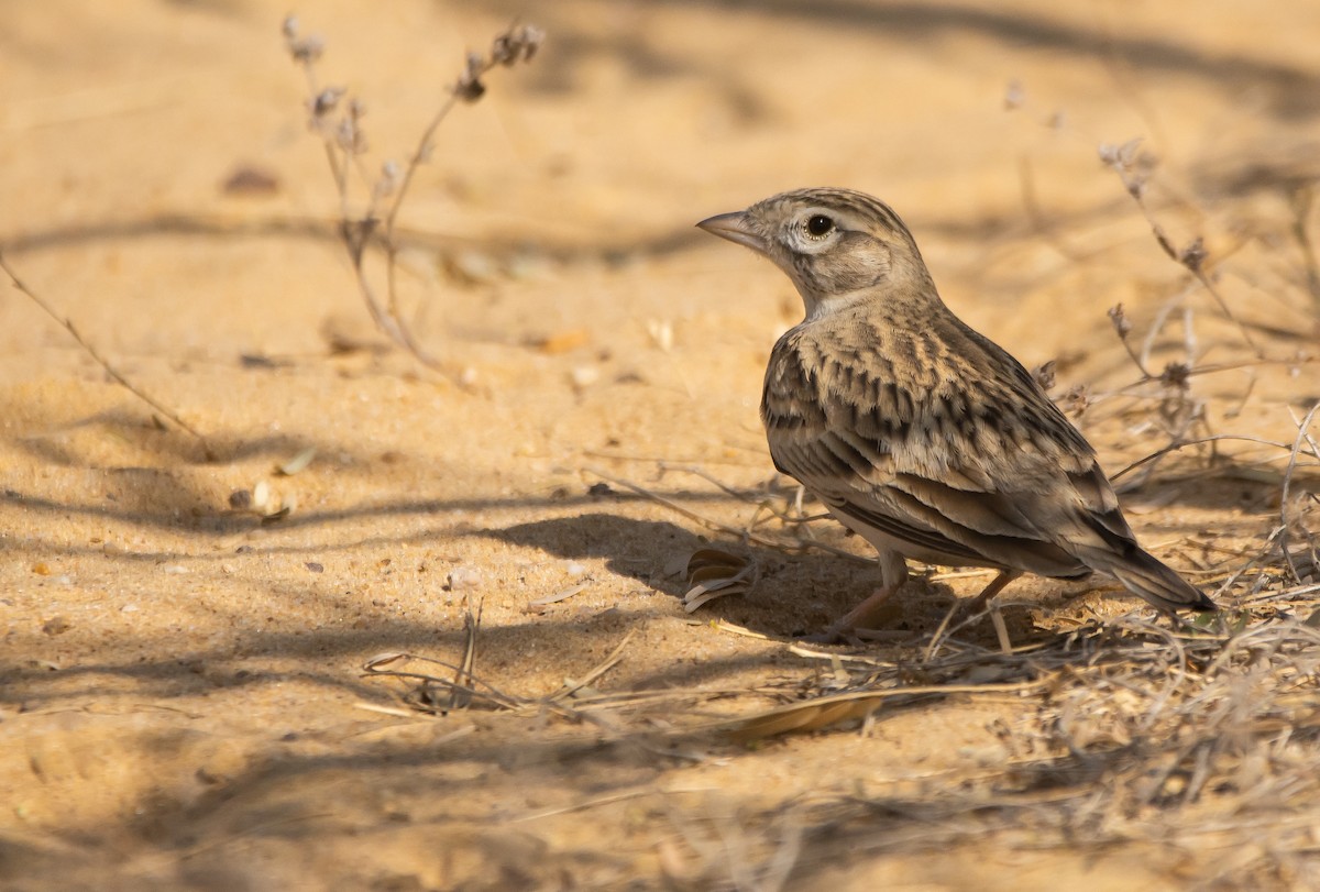 Greater Short-toed Lark - ML364535071