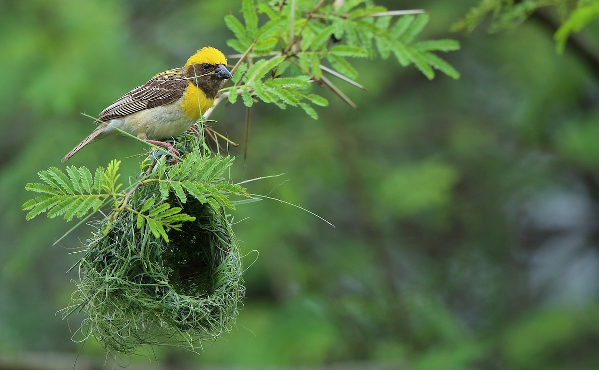 Baya Weaver - Albin Jacob
