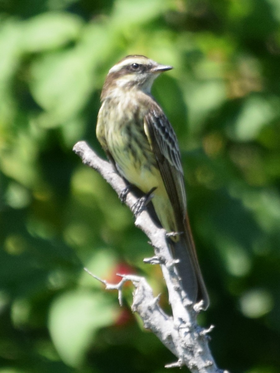 Variegated Flycatcher - ML36453581