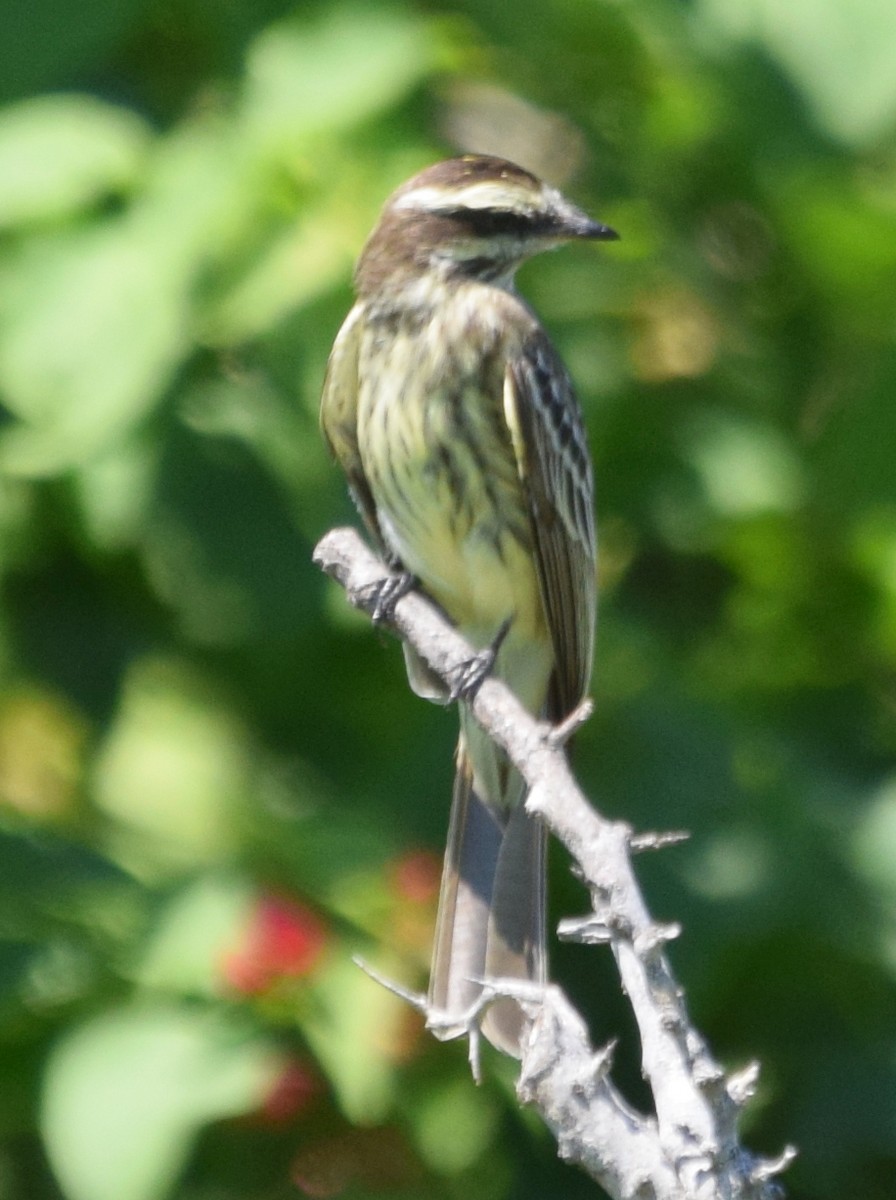 Variegated Flycatcher - ML36453591