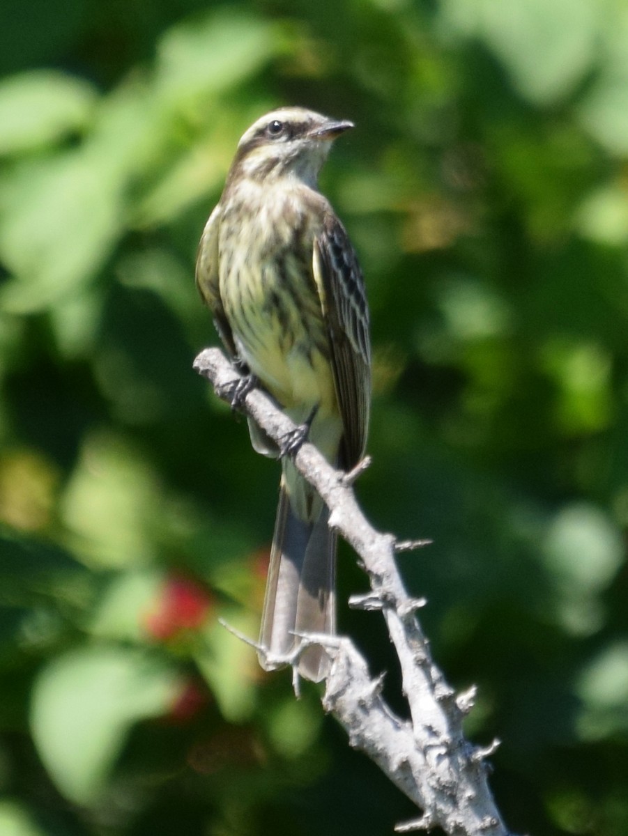 Variegated Flycatcher - ML36453601
