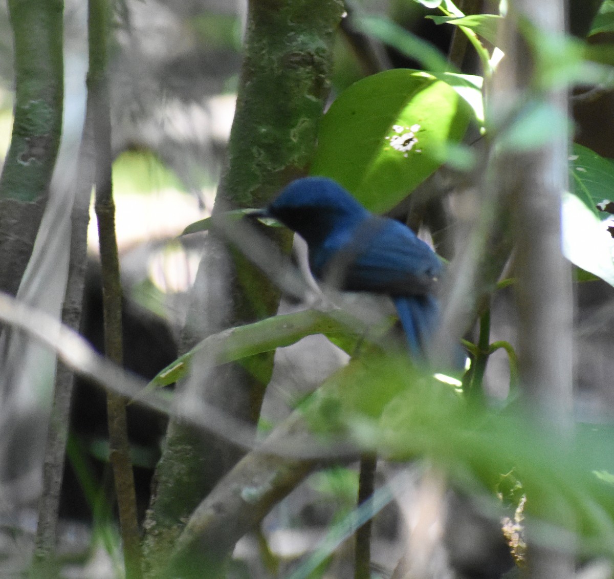 White-bellied Blue Flycatcher - ML364536131