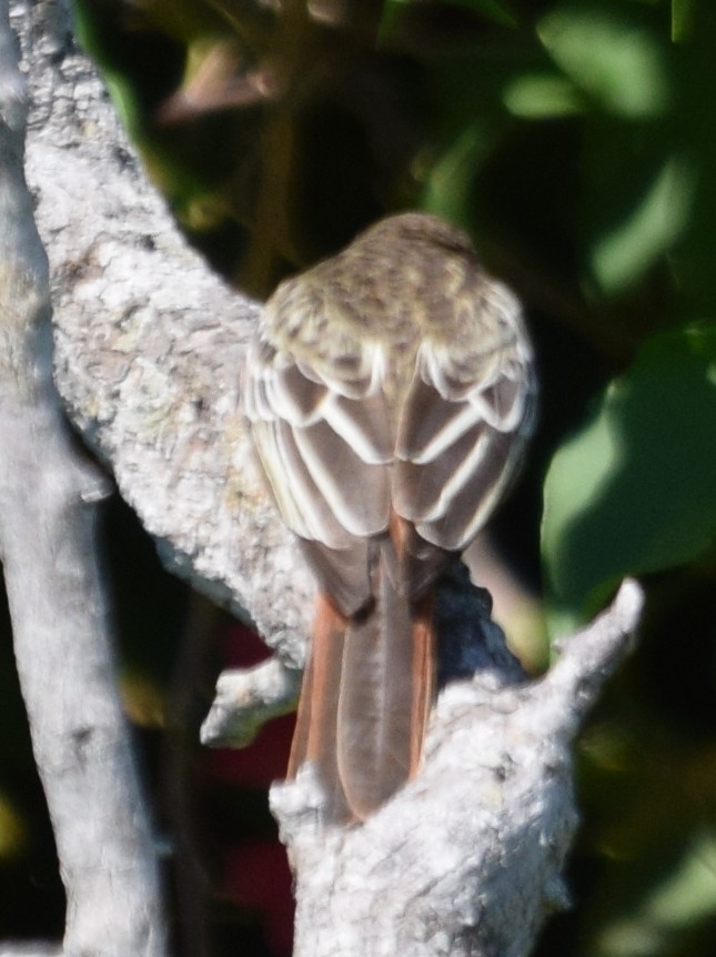 Variegated Flycatcher - ML36453621