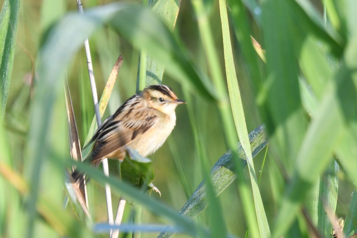 Aquatic Warbler - ML364536441