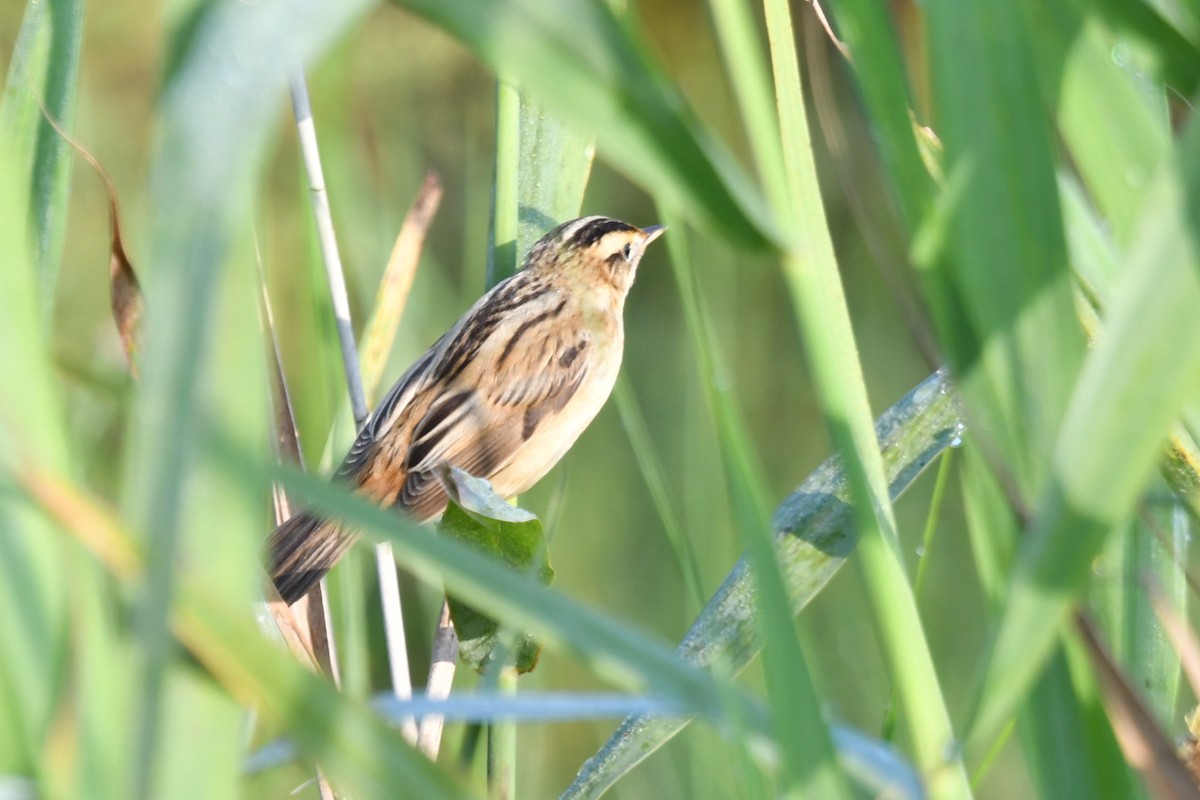 Aquatic Warbler - ML364536461