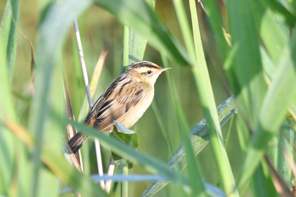 Aquatic Warbler - ML364536481