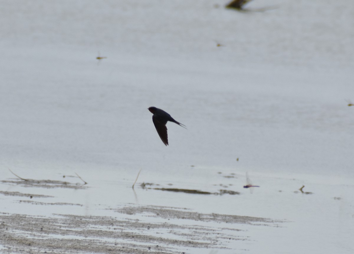 Barn Swallow - ML364538531