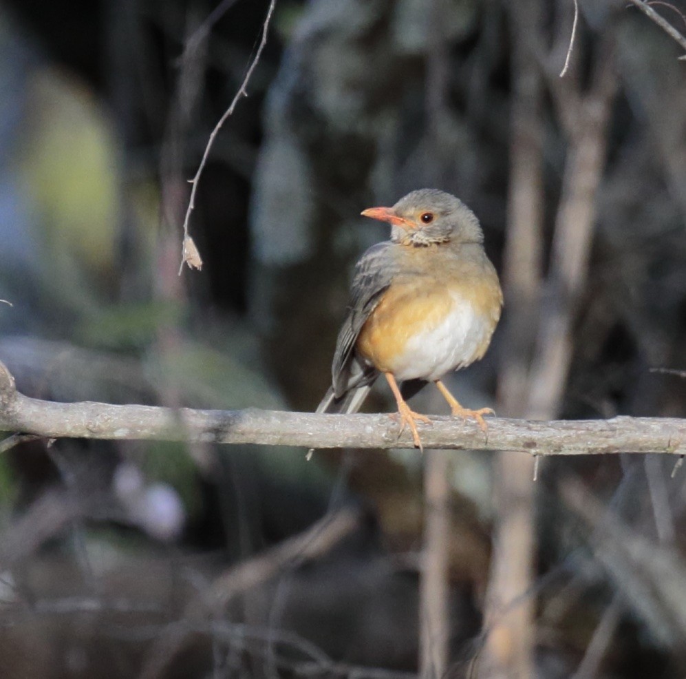 Kurrichane Thrush - Amit Bandekar