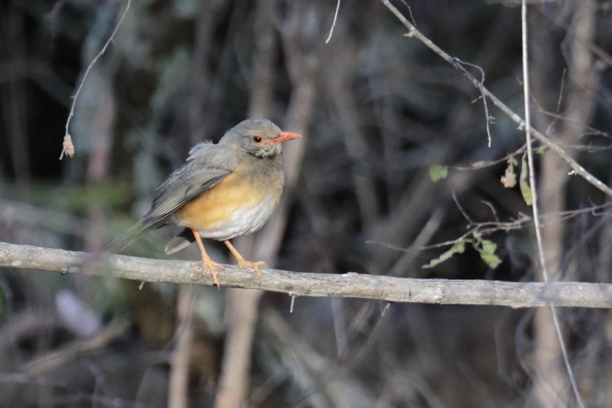 Kurrichane Thrush - Amit Bandekar