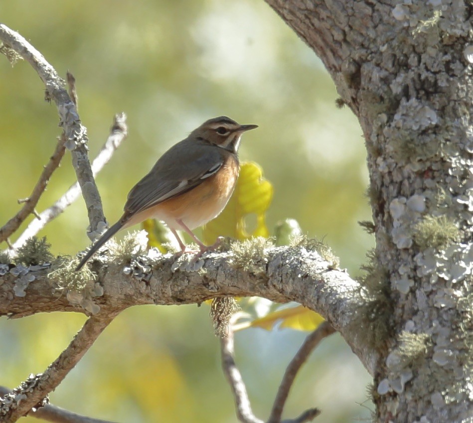 Miombo Scrub-Robin - Amit Bandekar