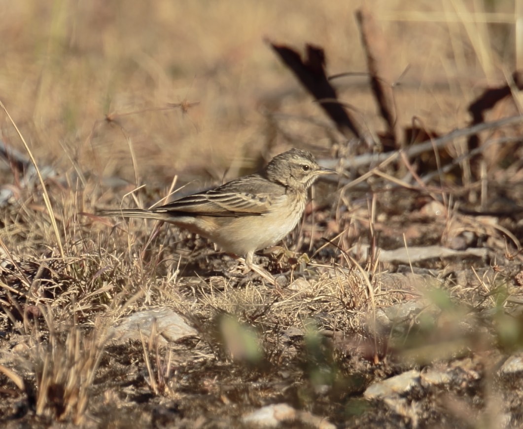 Plain-backed Pipit - Amit Bandekar