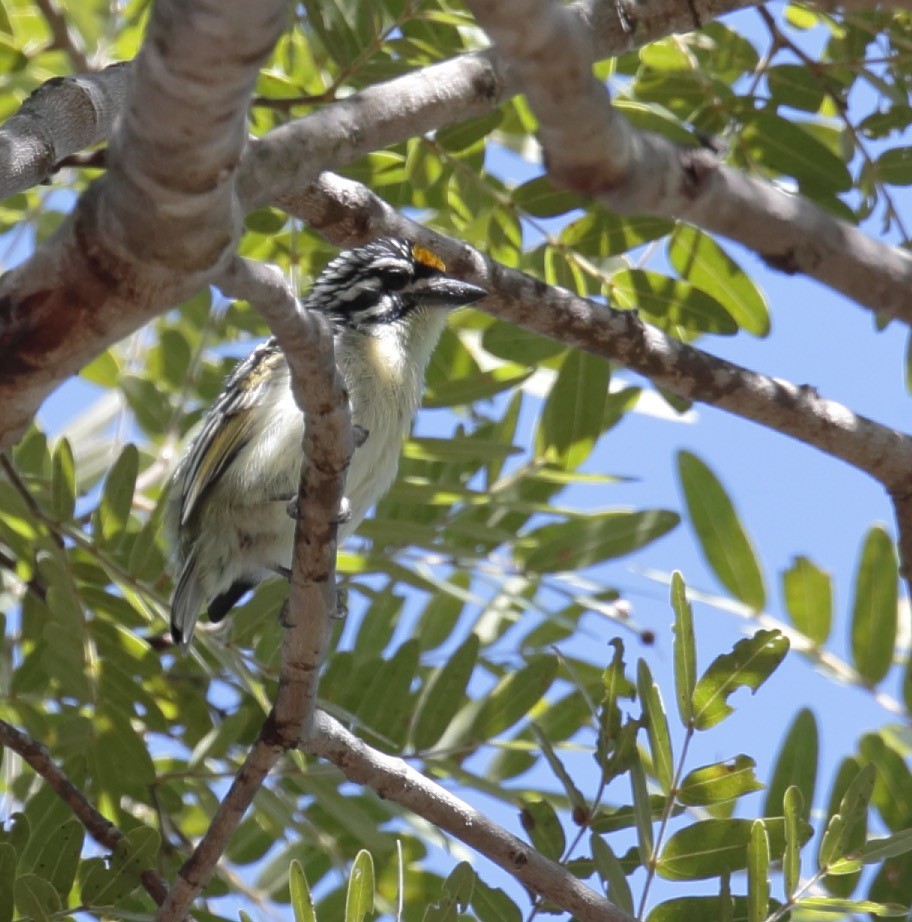 Gelbstirn-Bartvogel - ML364539331