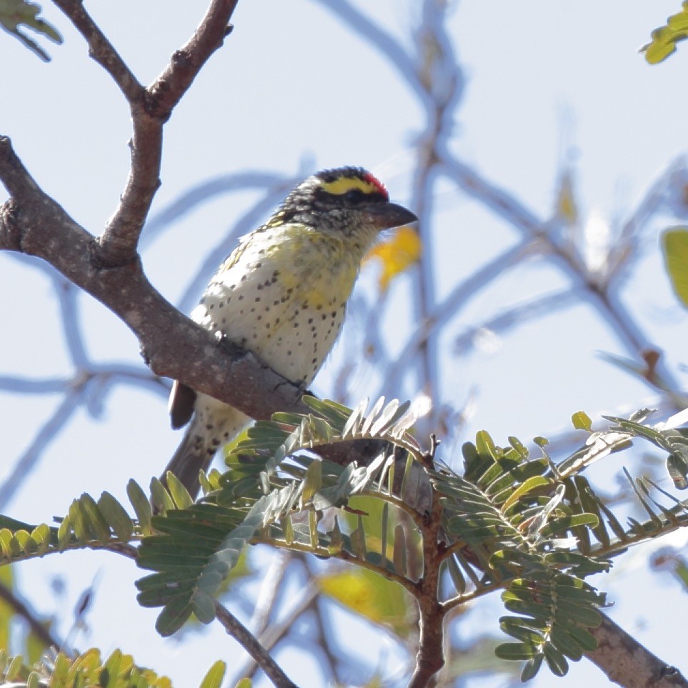 Miombo Barbet - ML364539371