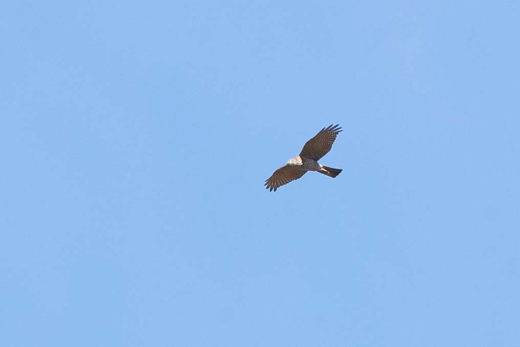 Collared Sparrowhawk - ML364539831