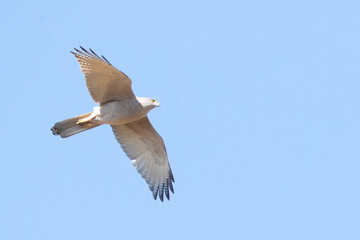 Brown Goshawk - Chris Murray