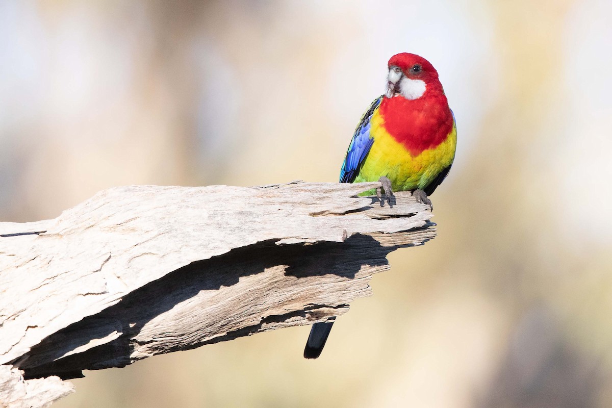 Eastern Rosella - ML364539911