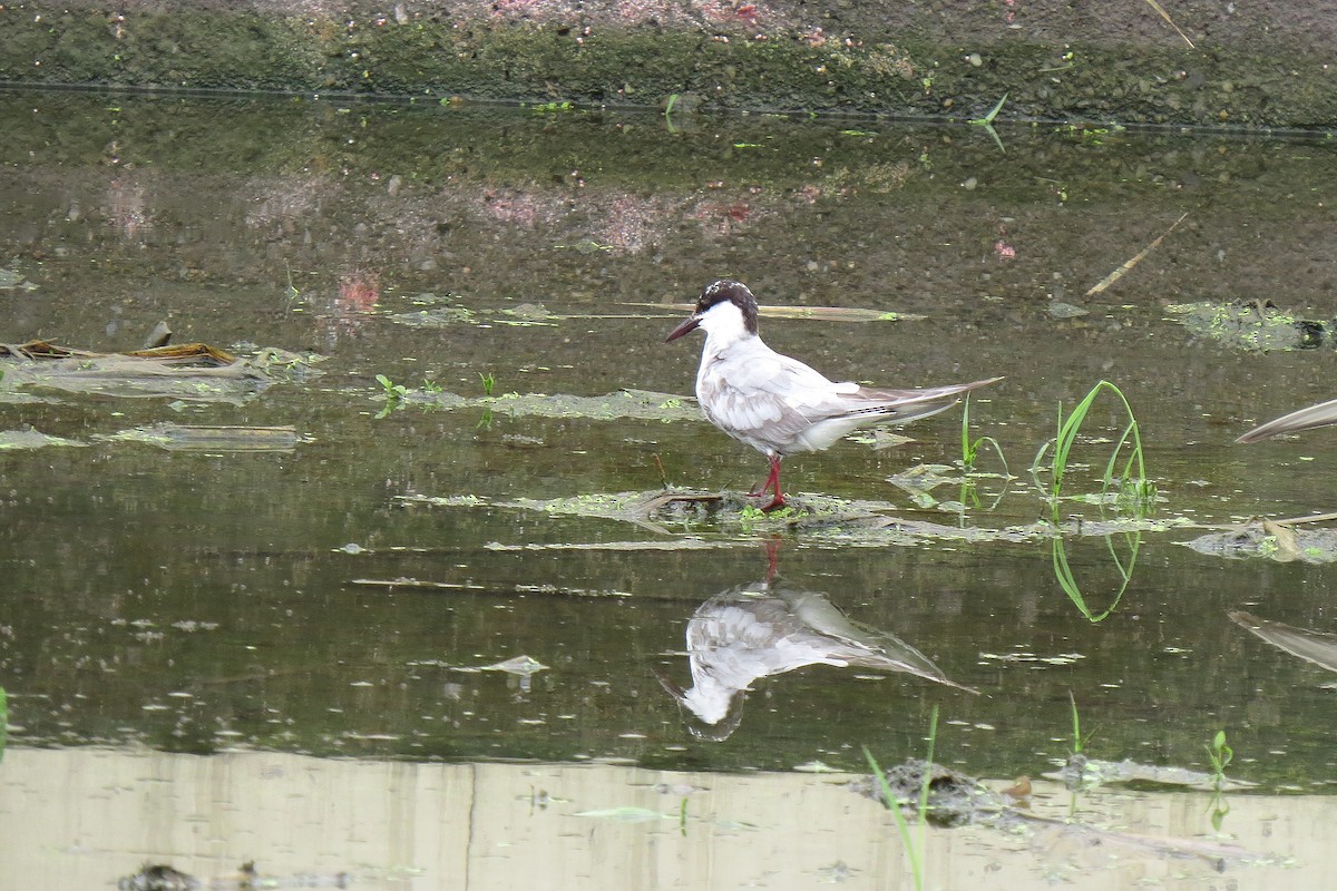 Whiskered Tern - Chi-Lien (綺蓮) Hsueh (薛)