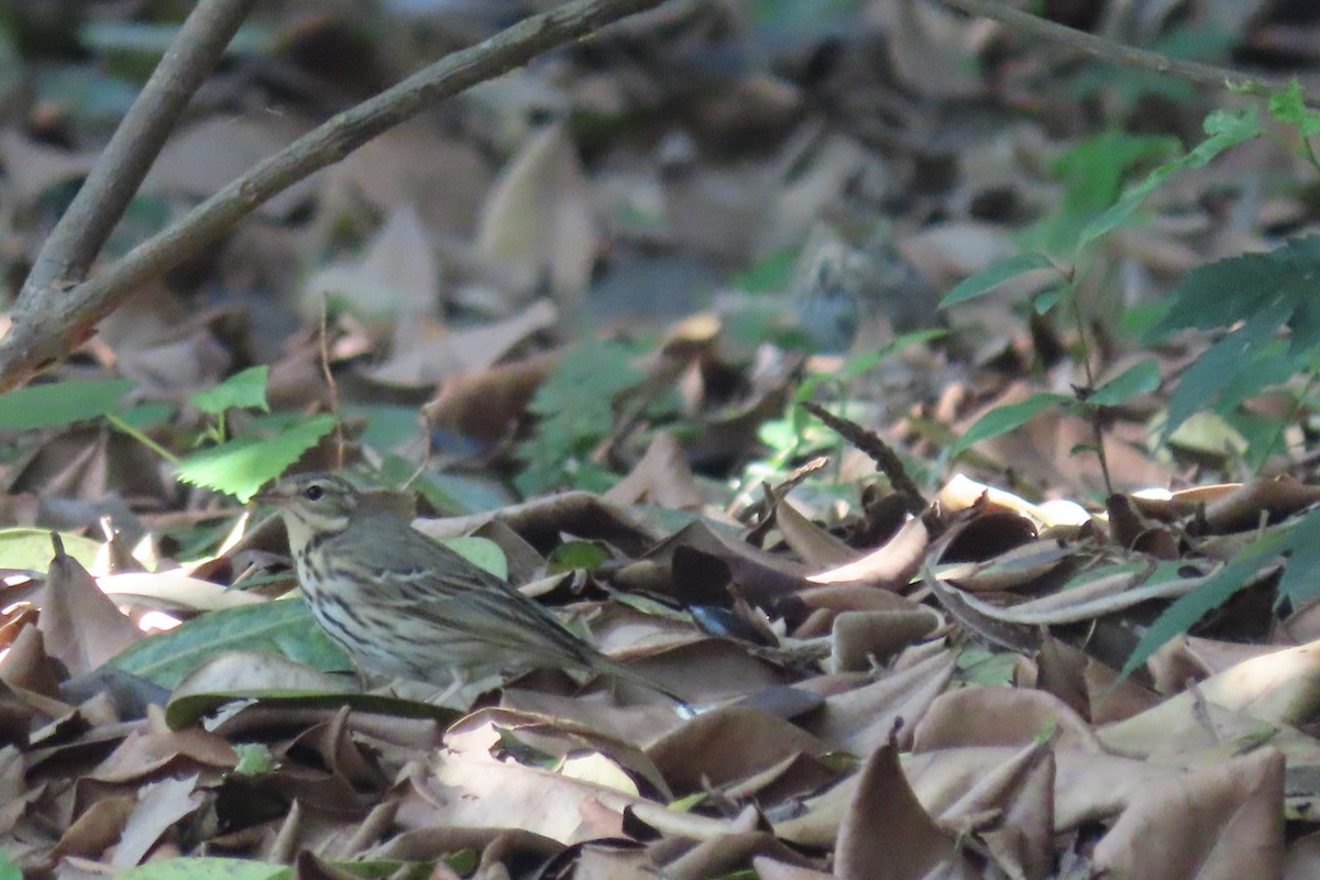 Olive-backed Pipit - ML364541211