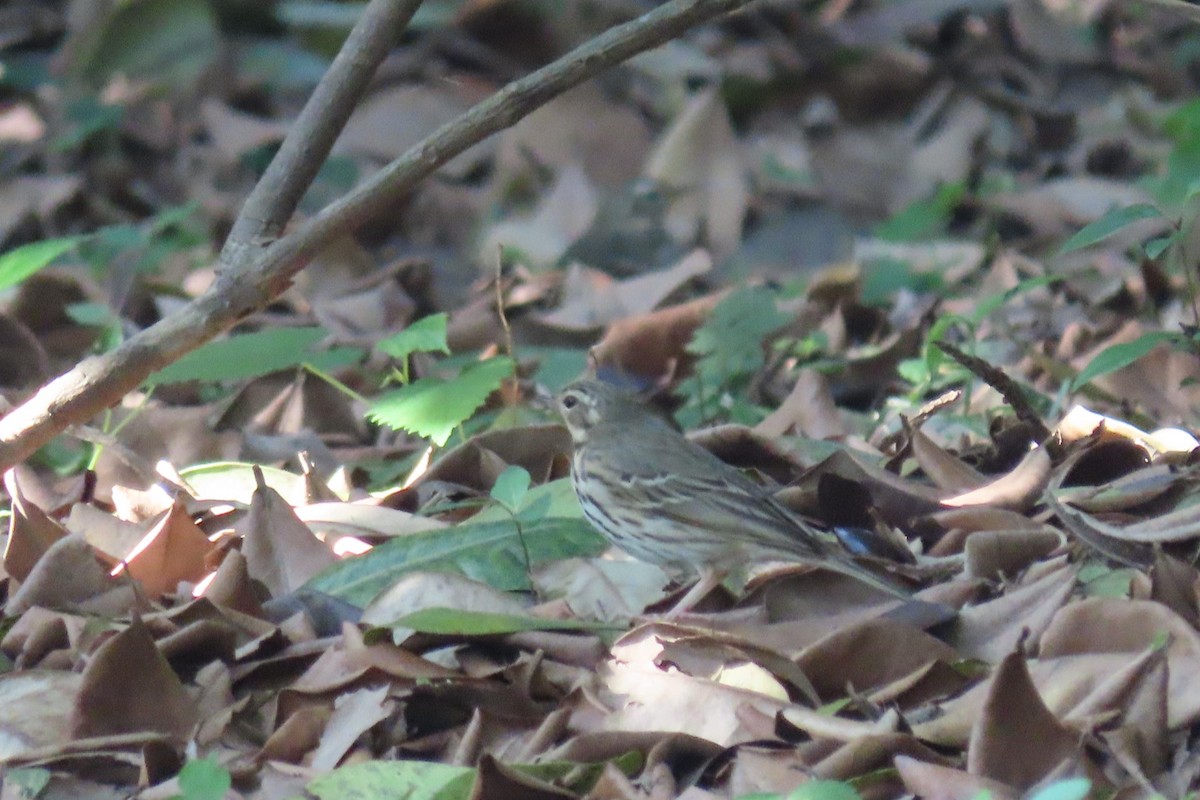 Olive-backed Pipit - ML364541241