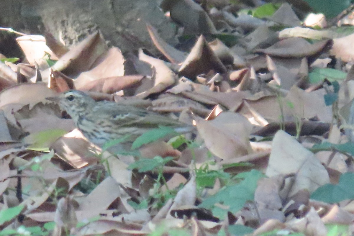 Olive-backed Pipit - ML364541271