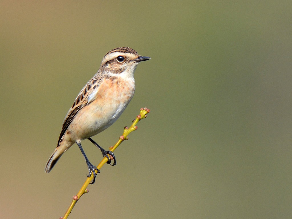 Whinchat - ML364541911
