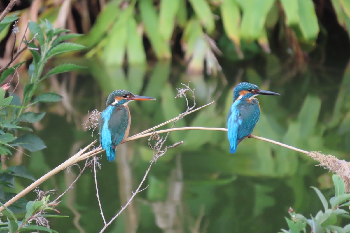 Common Kingfisher - ML364542231