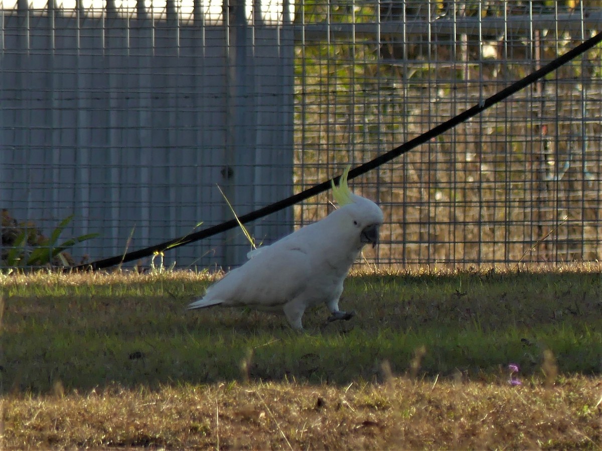 Sulphur-crested Cockatoo - Andrew Sides