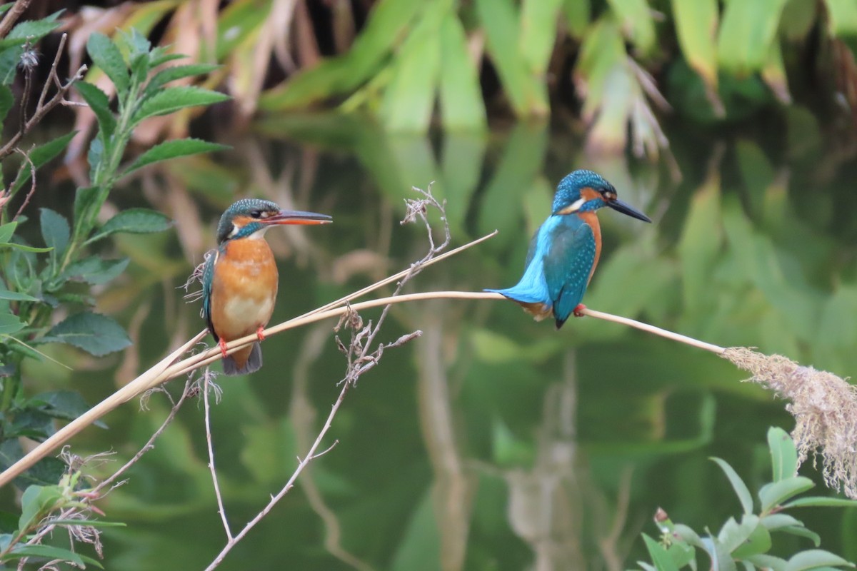 Common Kingfisher - ML364542261