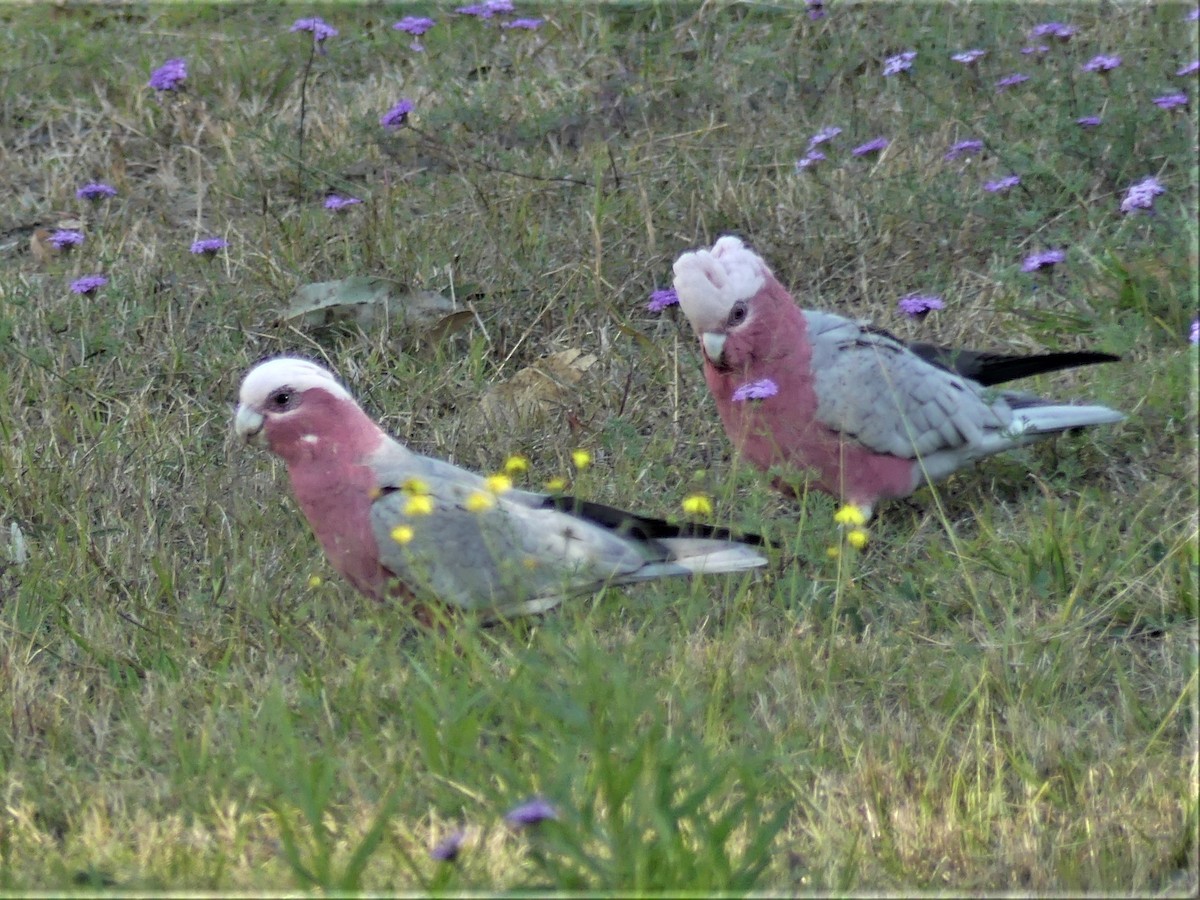 Cacatoès rosalbin - ML364542321