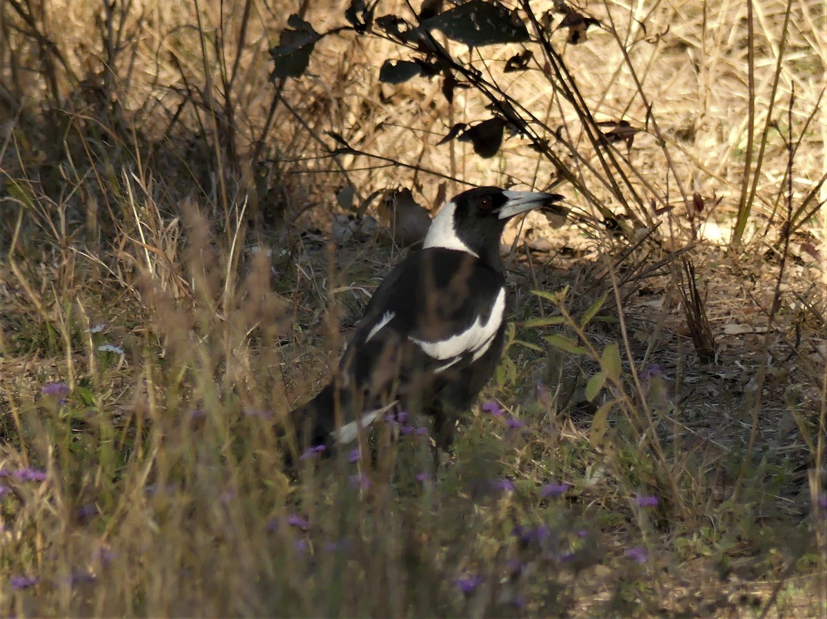 Australian Magpie - Andrew Sides