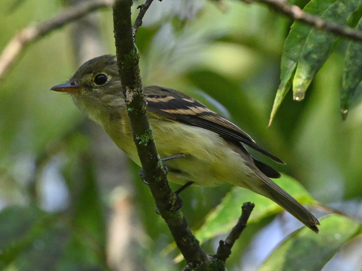 Yellow-bellied Flycatcher - ML364542911