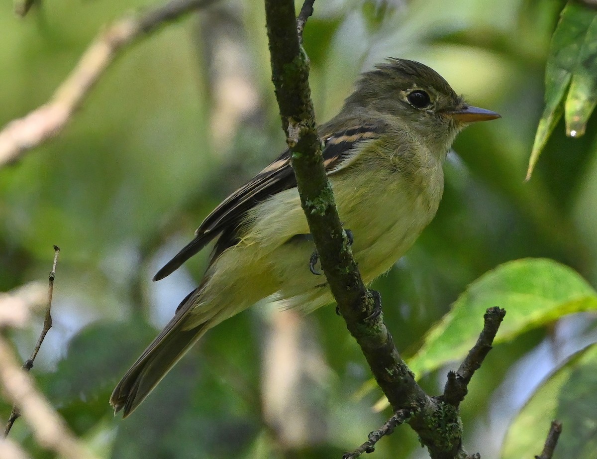 Yellow-bellied Flycatcher - ML364542921