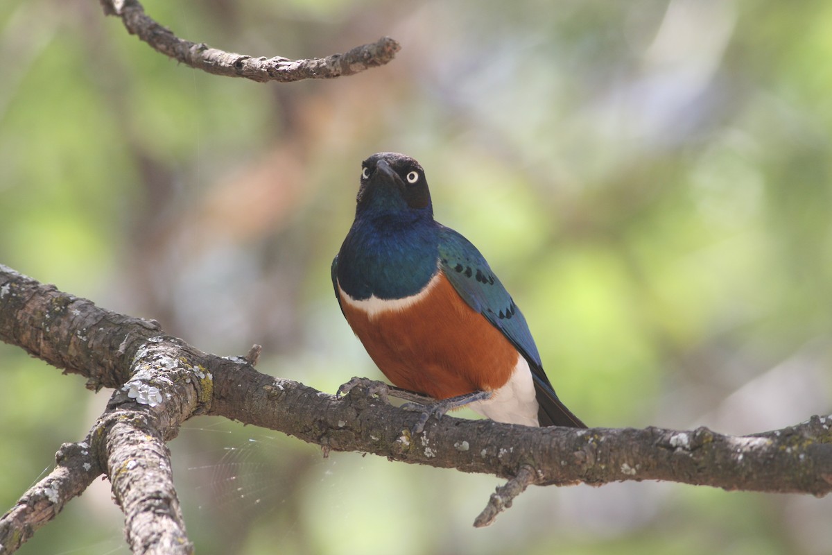 Superb Starling - Rainer Seifert