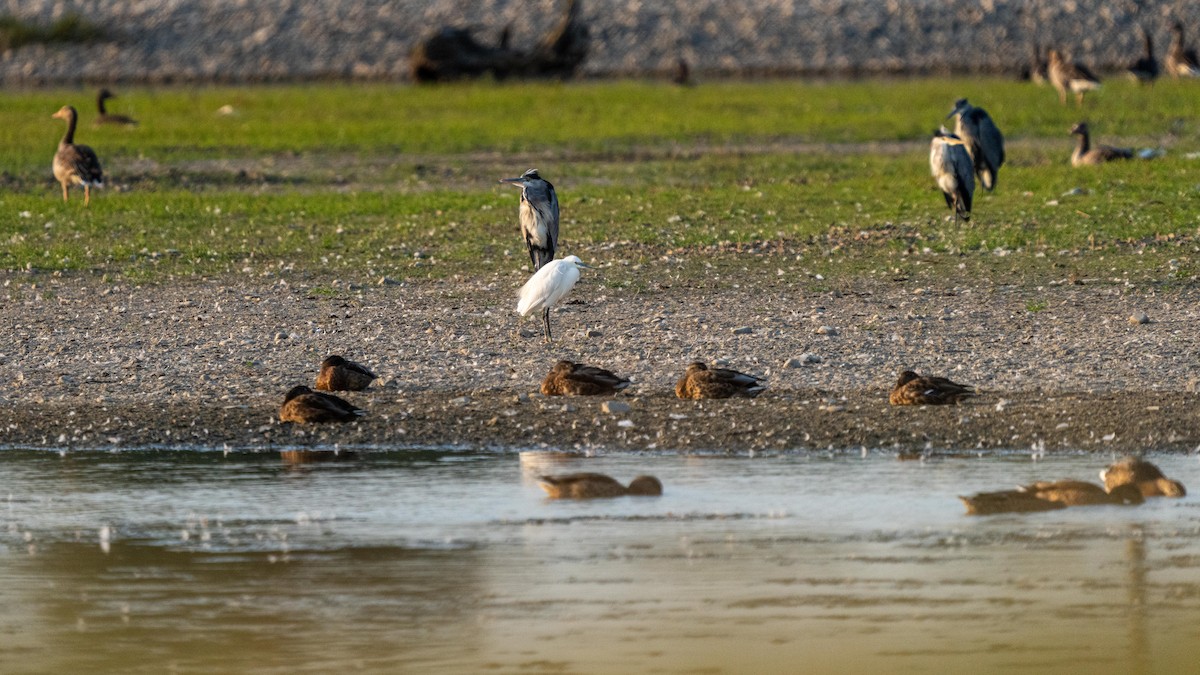 Little Egret - ML364543831