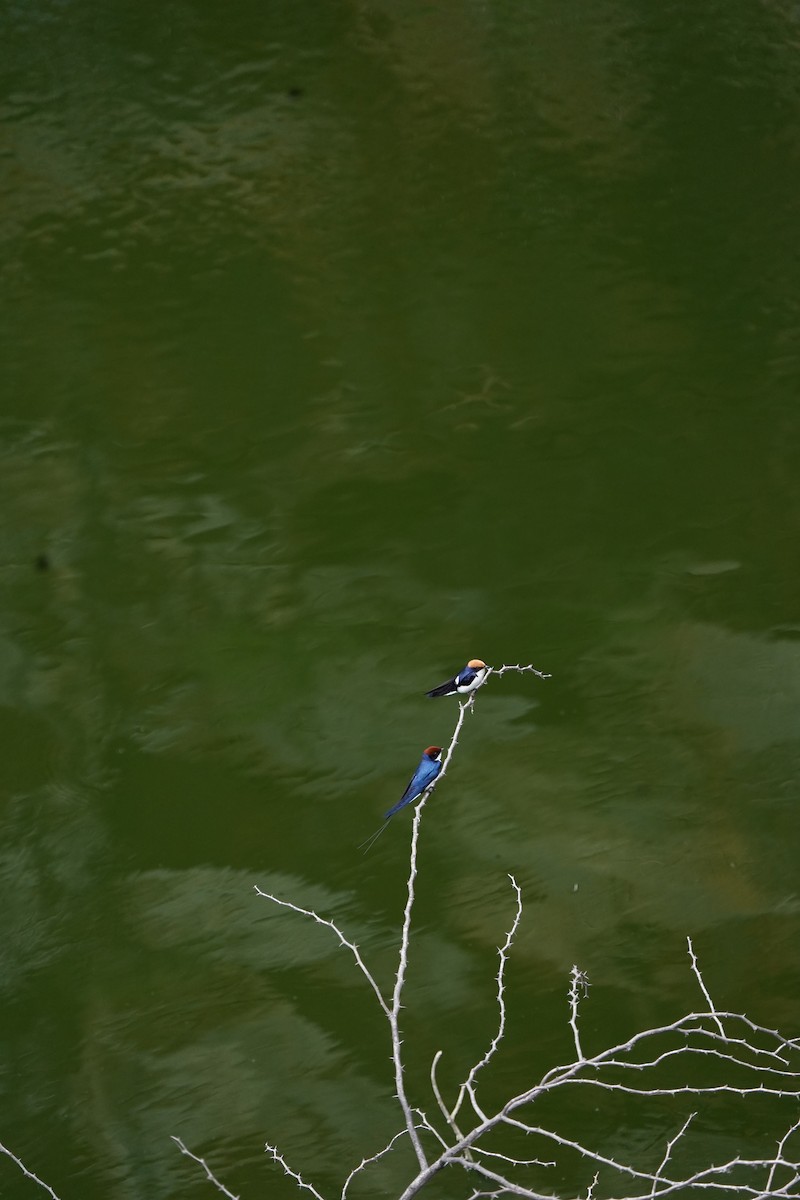 Wire-tailed Swallow - Ajay Sivakumar