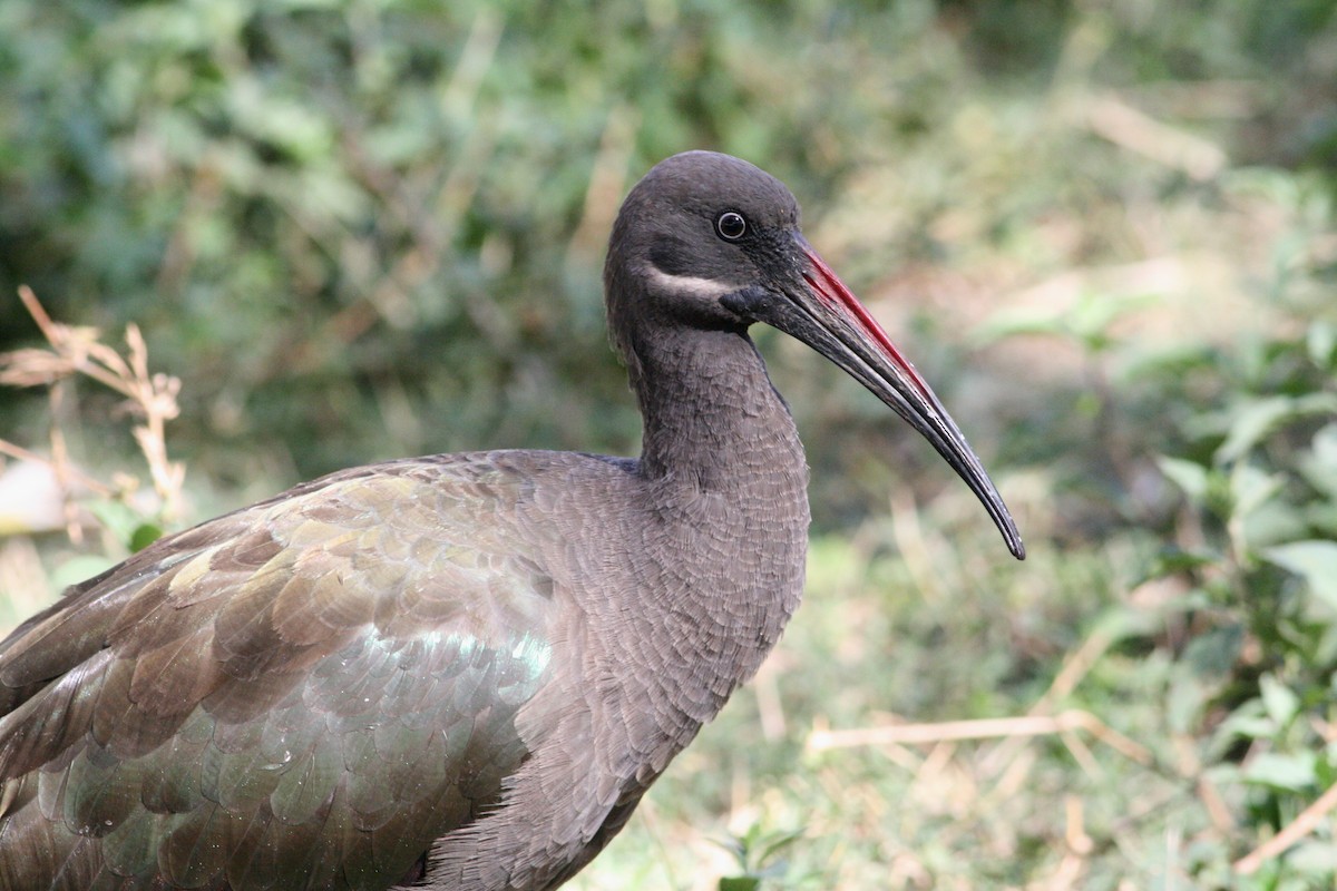 Hadada Ibis - Rainer Seifert