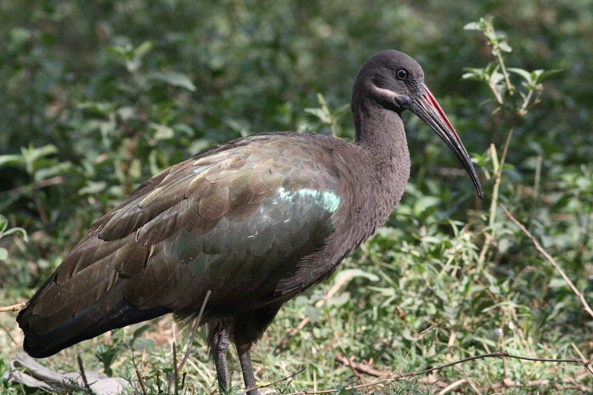 Hadada Ibis - ML364544781