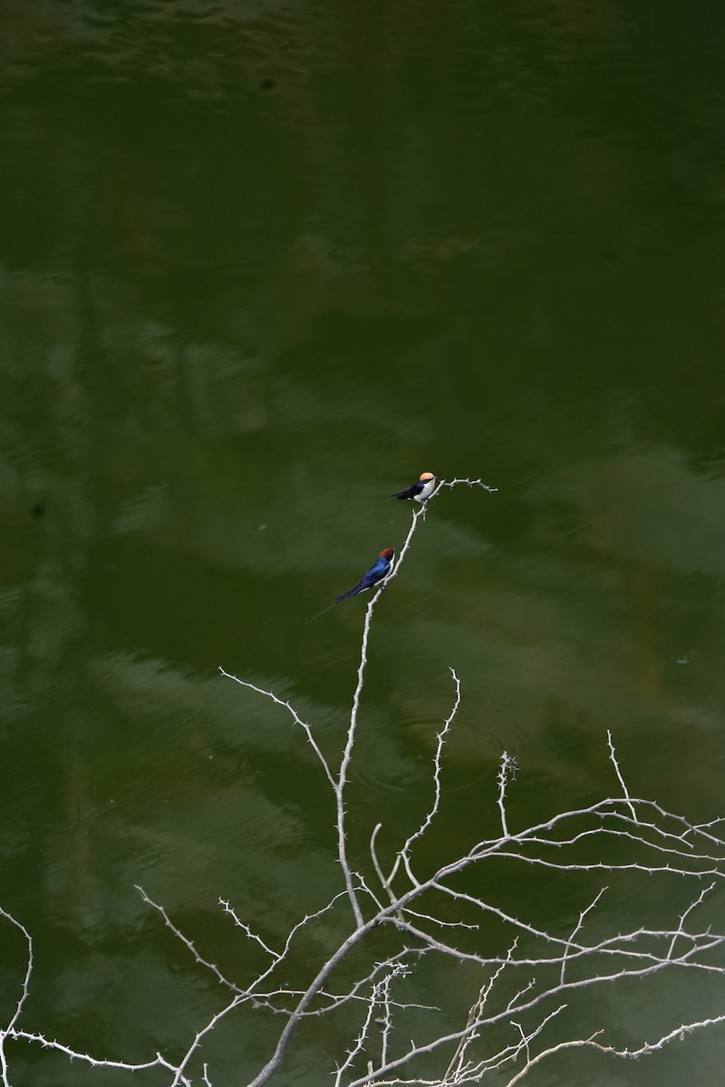 Wire-tailed Swallow - Ajay Sivakumar