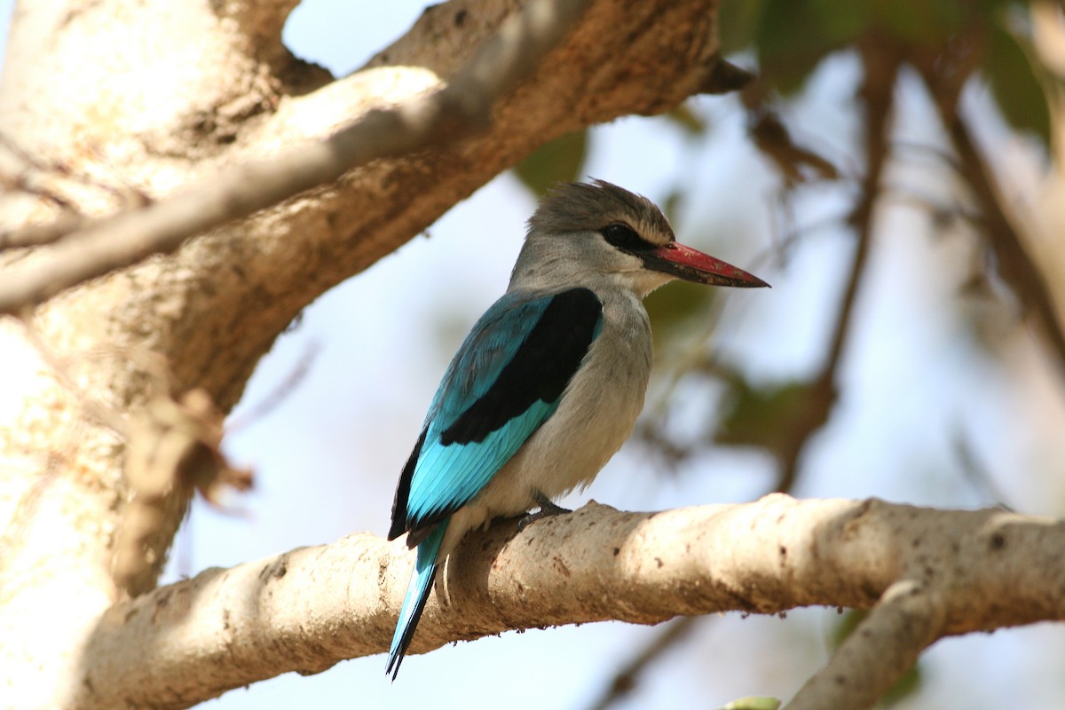 Woodland Kingfisher - ML364544801