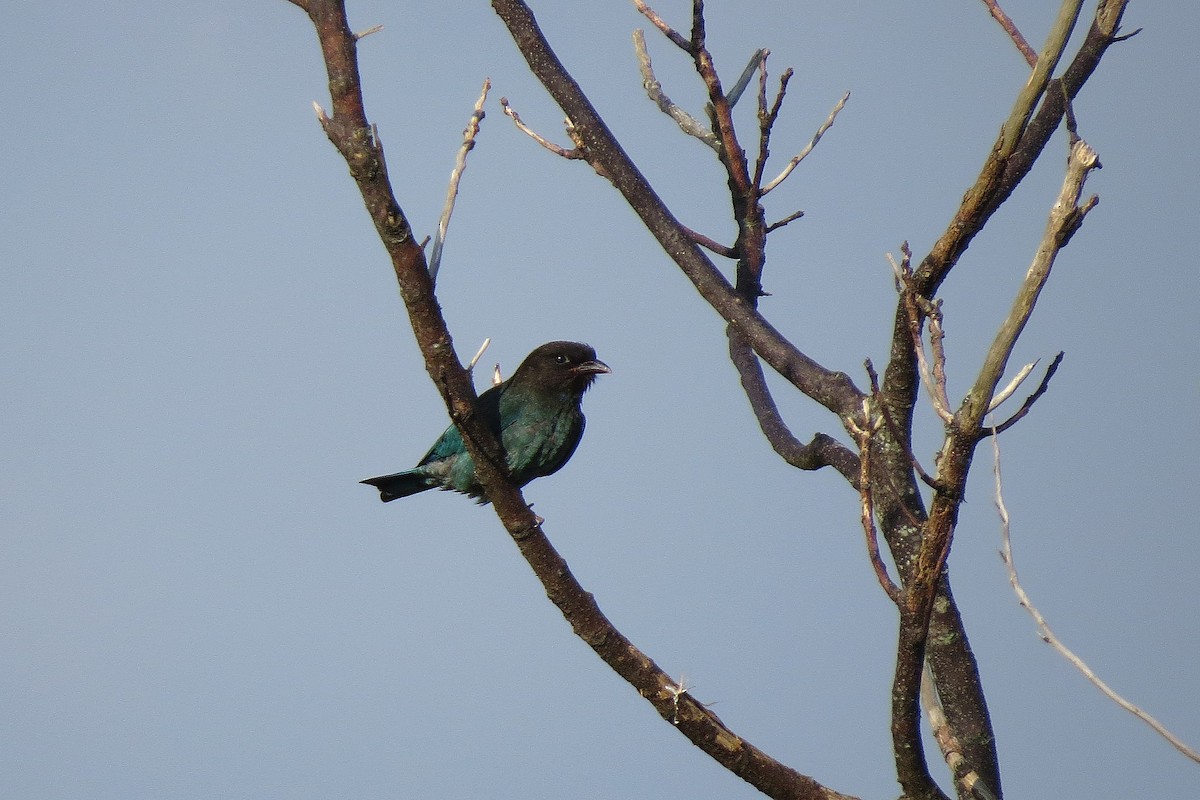 Dollarbird - ML364544821