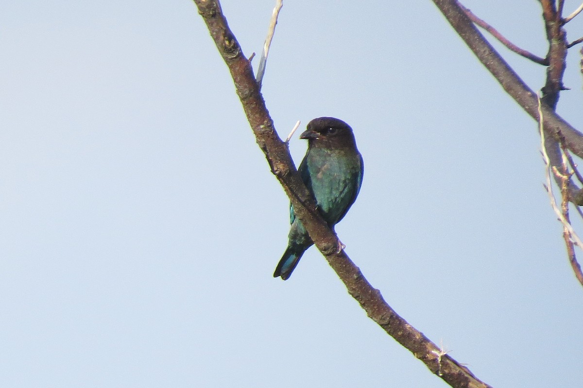 Dollarbird - ML364544831