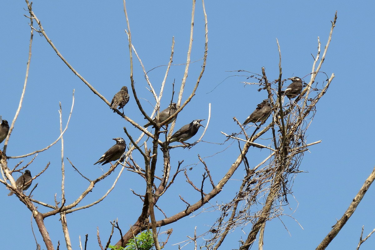 White-cheeked Starling - ML364544851