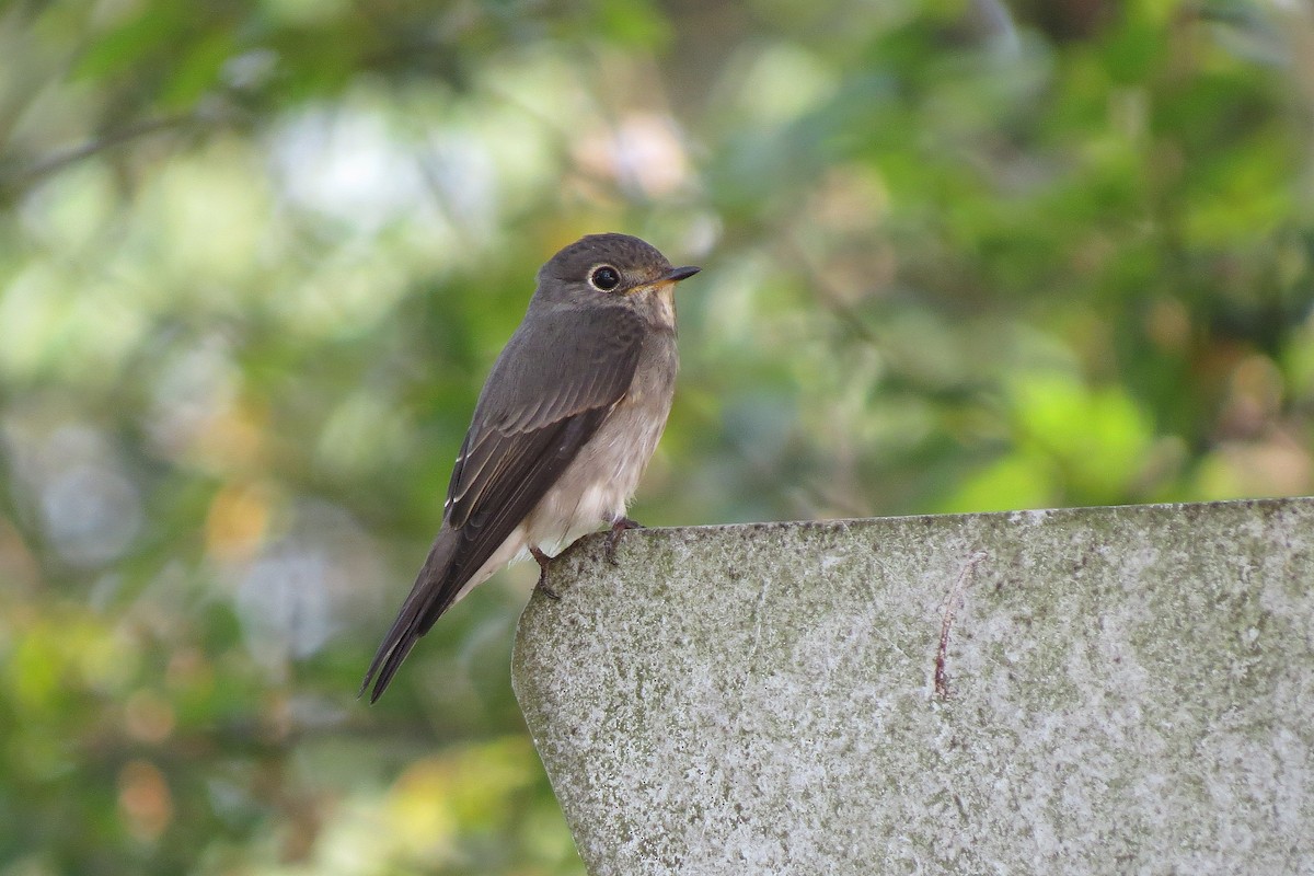 Dark-sided Flycatcher - ML364544881