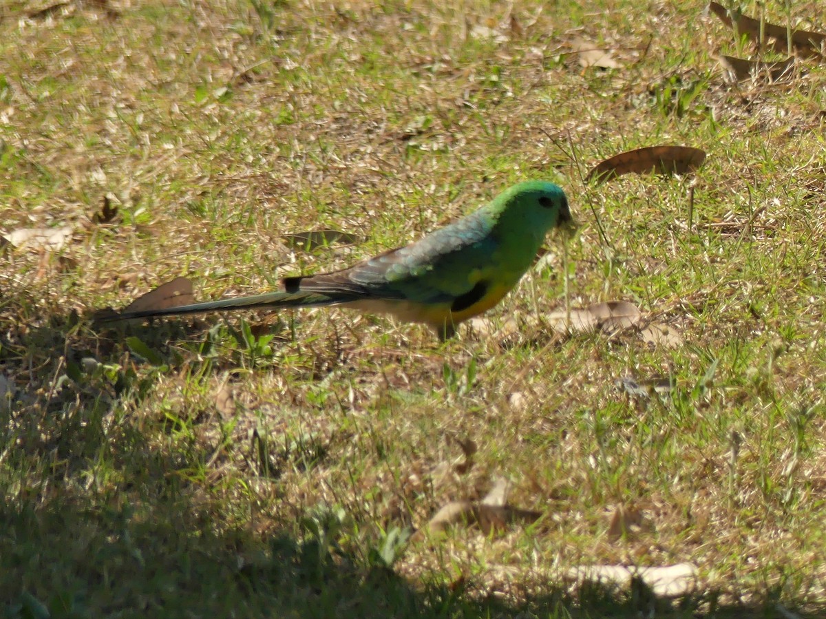 Red-rumped Parrot - ML364546011