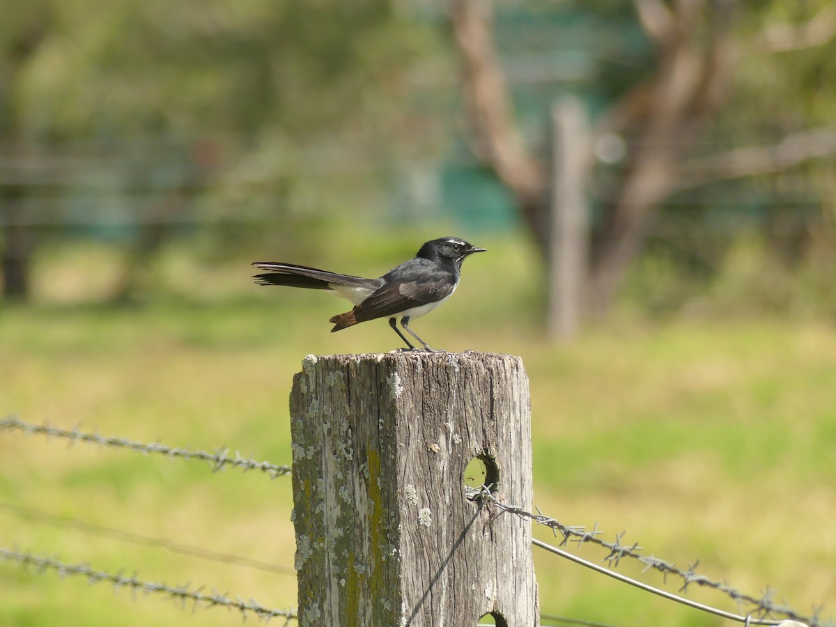 Willie-wagtail - ML364546271