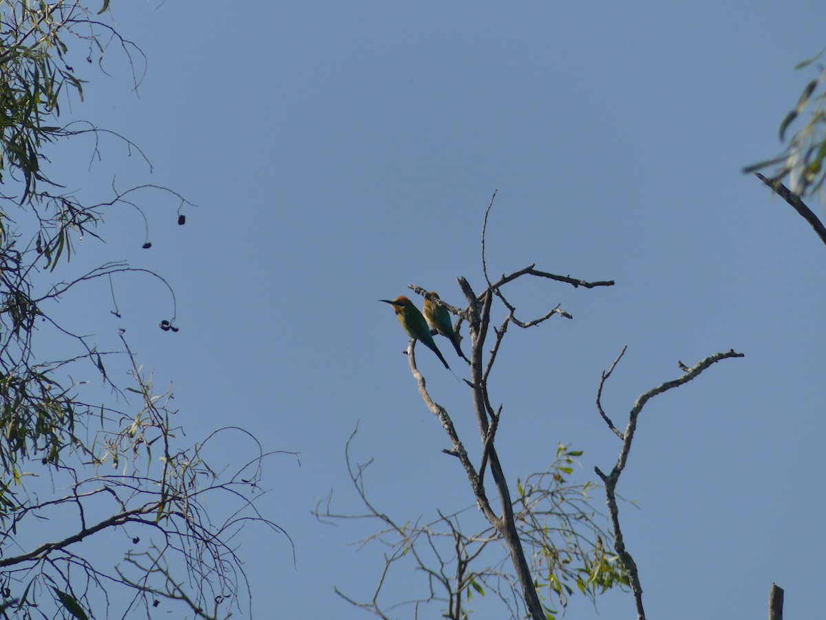 Rainbow Bee-eater - ML364546621