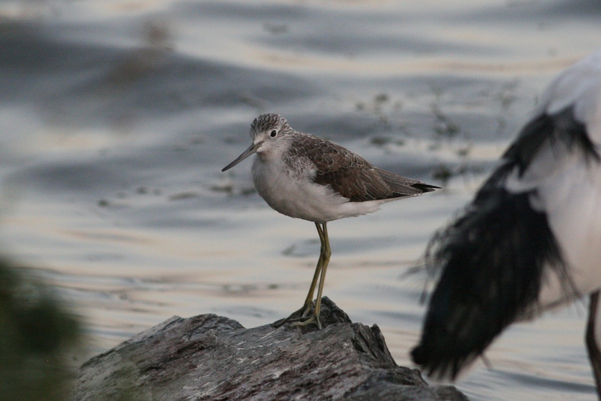 Common Greenshank - Rainer Seifert