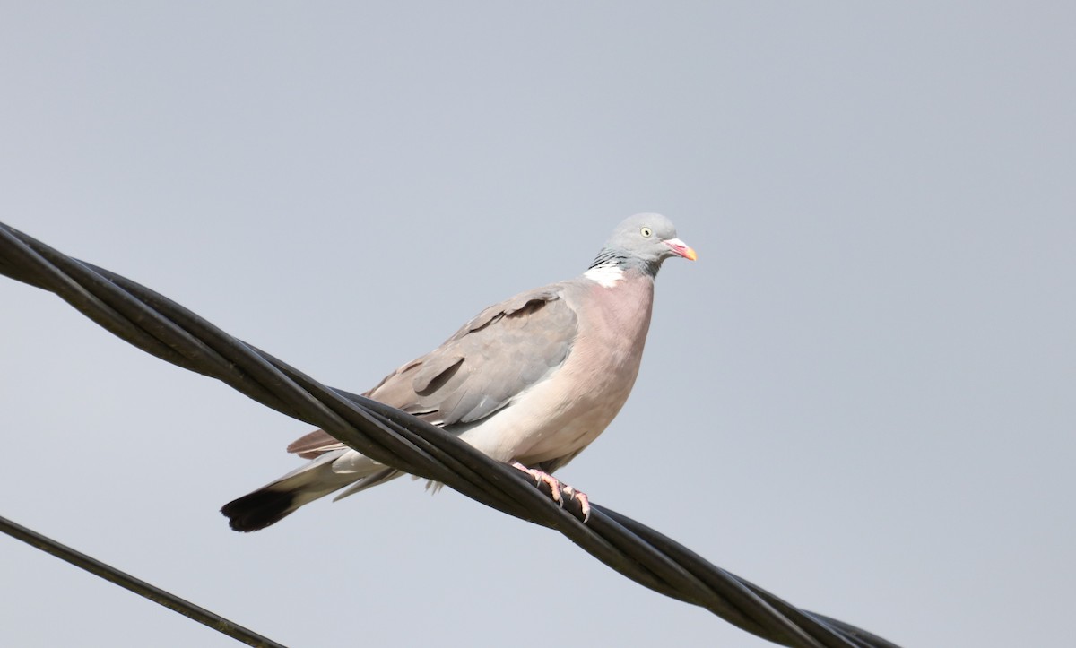 Common Wood-Pigeon - ML364547811