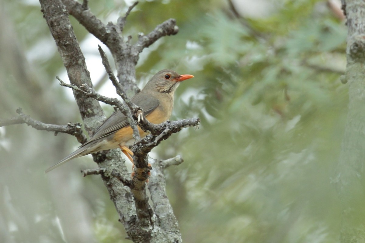 Kurrichane Thrush - Amit Bandekar